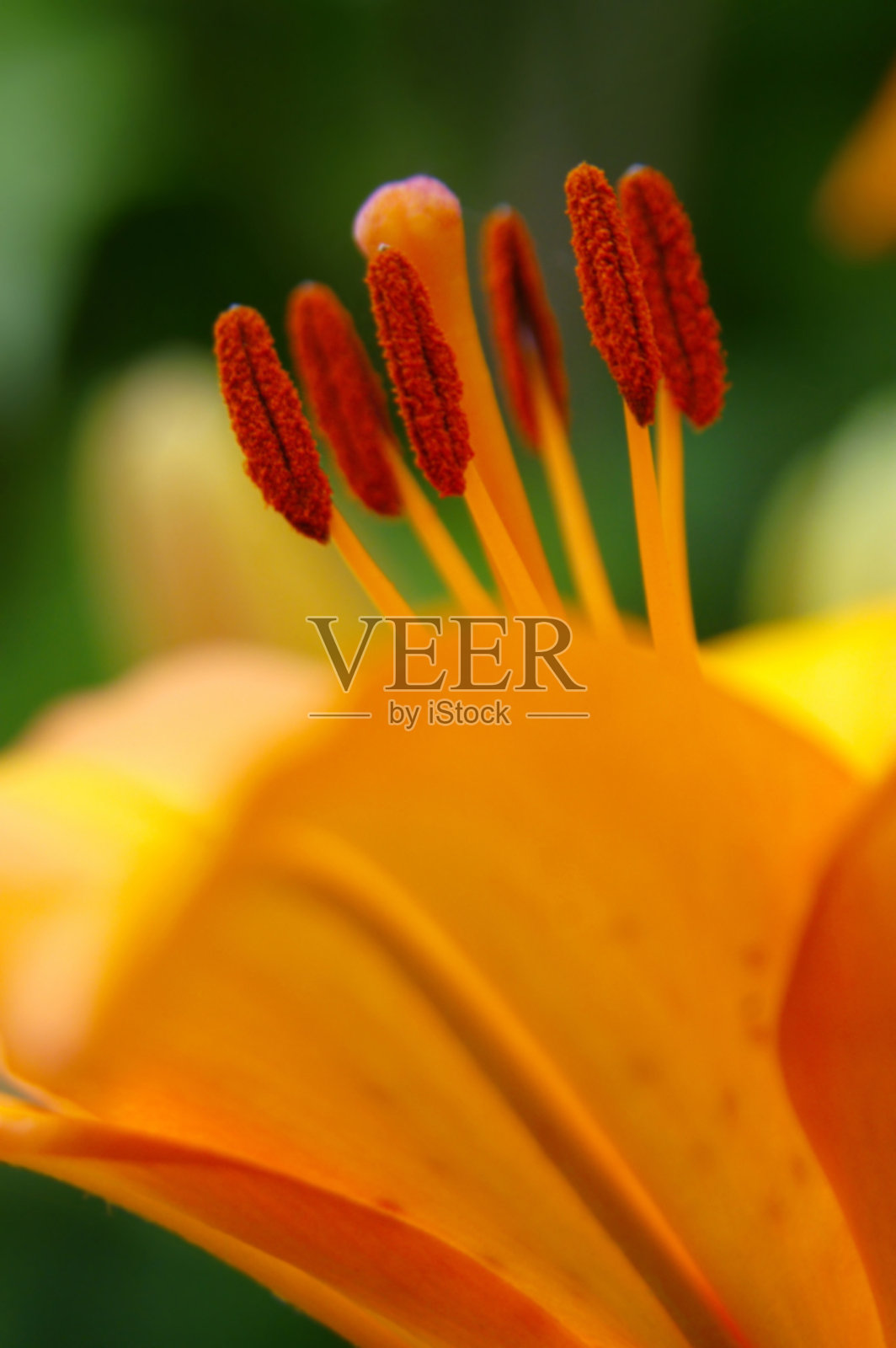 火百合细节照片摄影图片