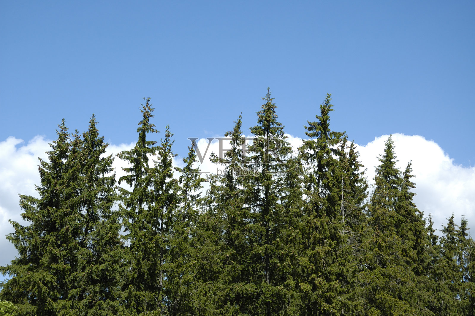 松照片摄影图片