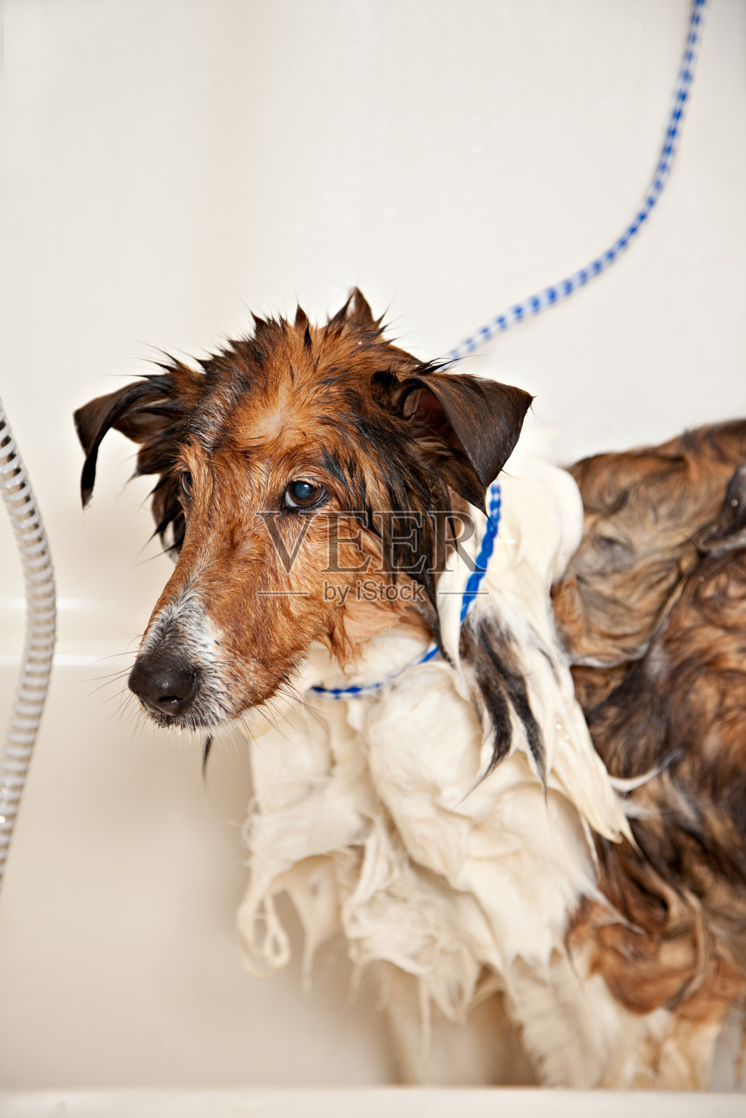 湿的狗照片摄影图片