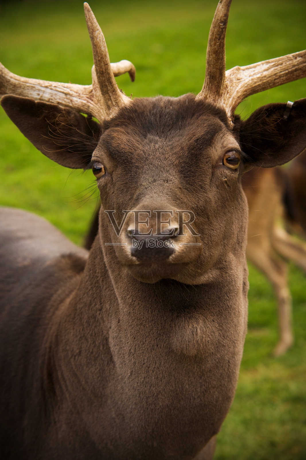 动物:有角的公小鹿照片摄影图片