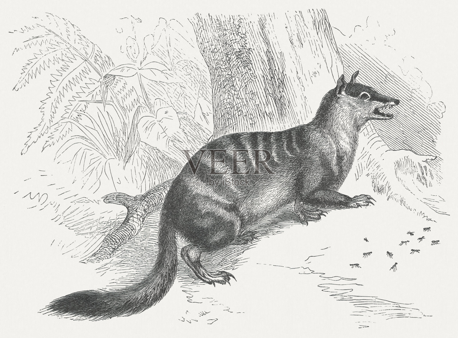 木刻,1875年出版插画图片素材