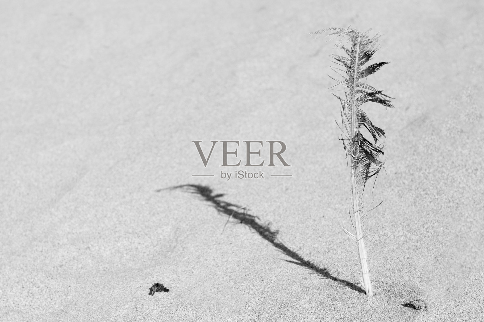 羽毛在沙滩上照片摄影图片