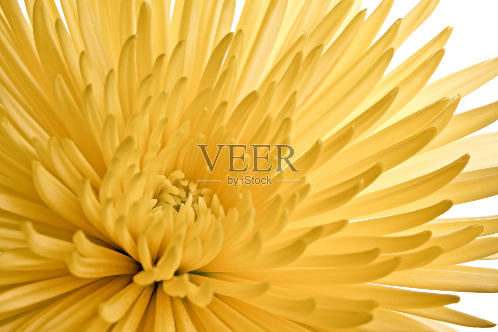 菊花照片摄影图片