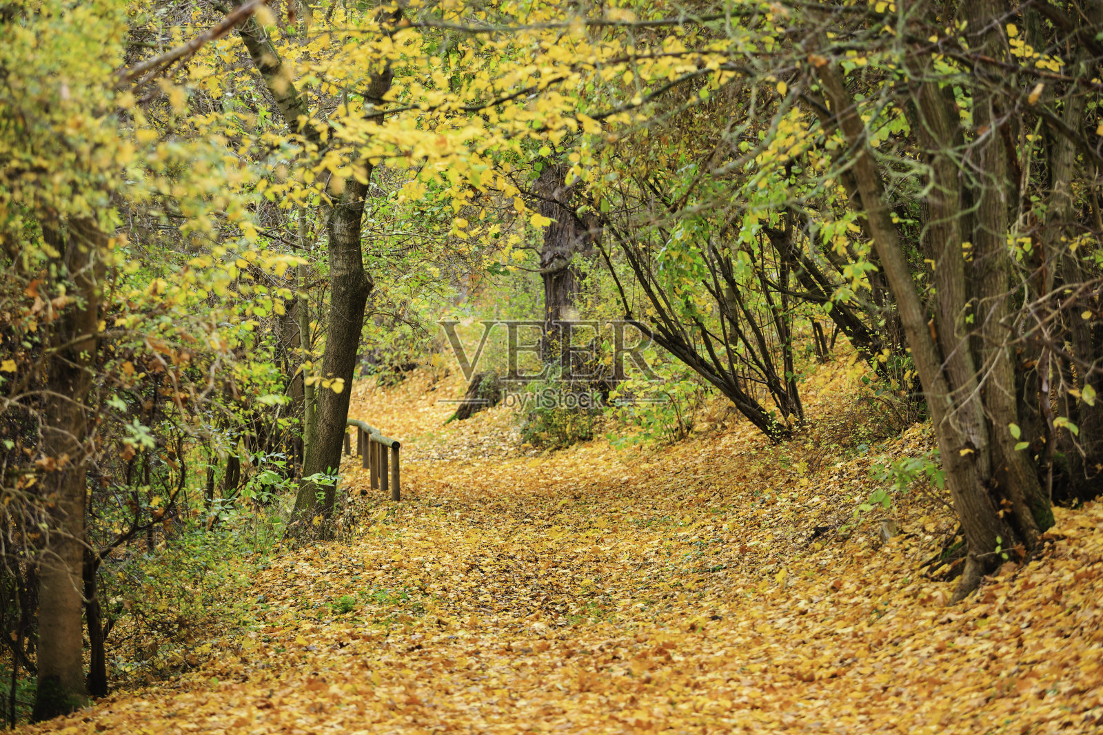公园里的秋天照片摄影图片