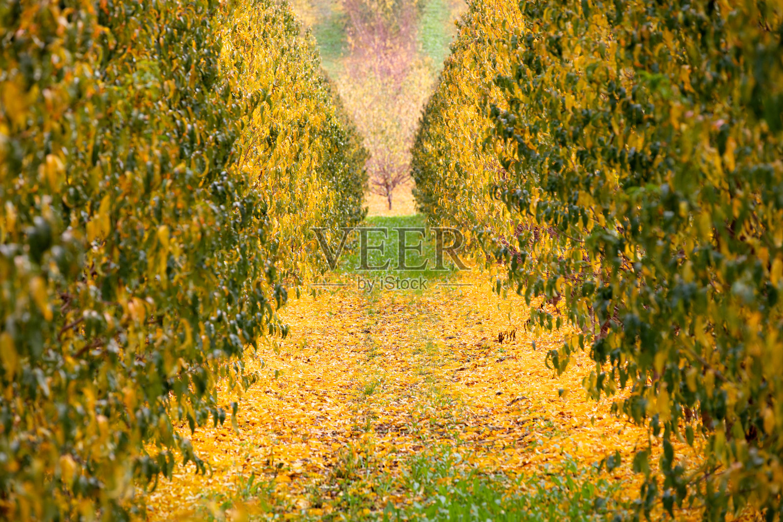 秋天照片摄影图片