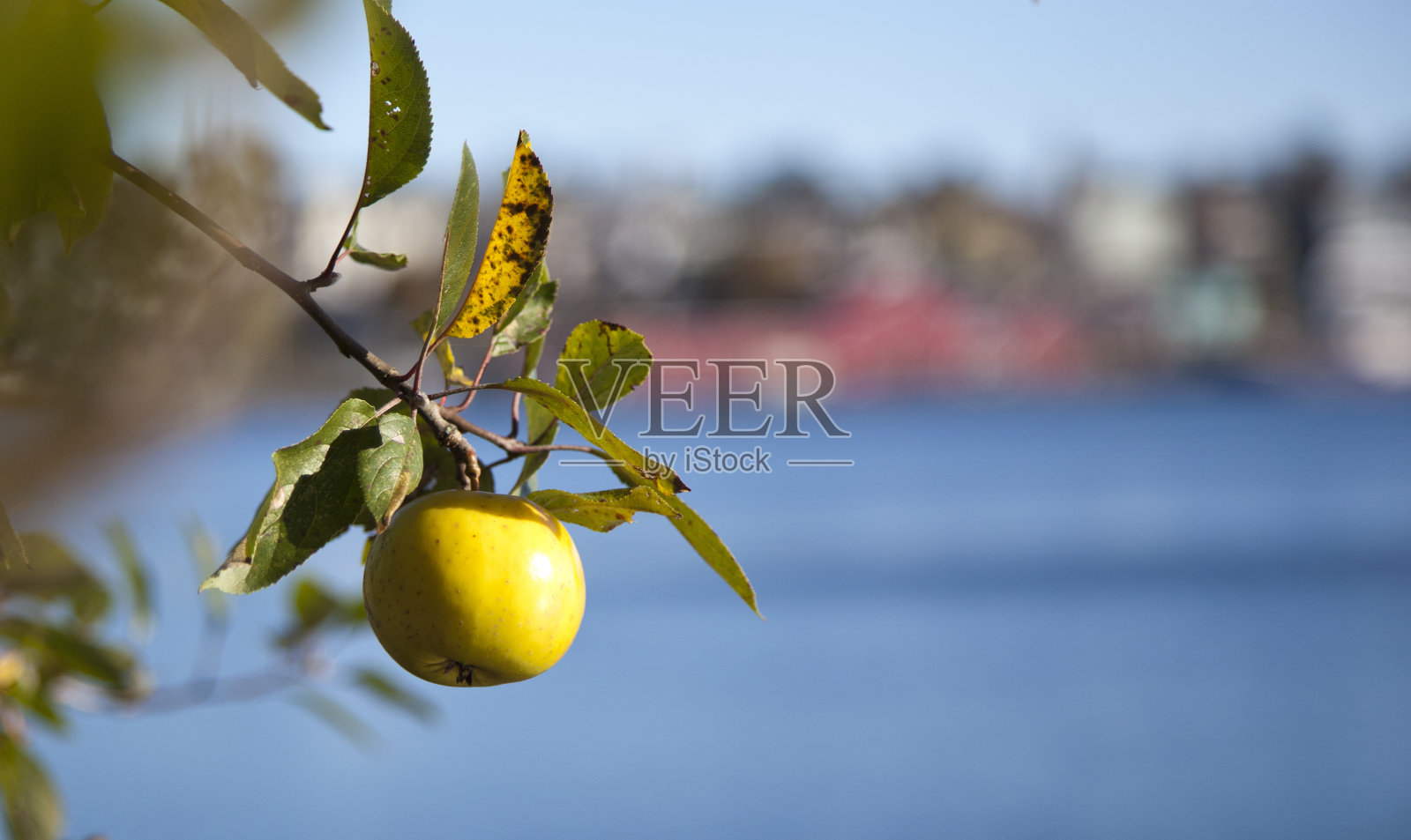 有机水果照片摄影图片