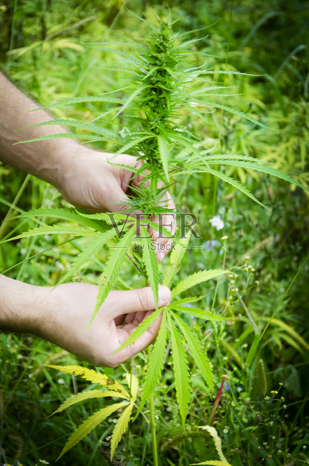 收获的医疗大麻照片摄影图片