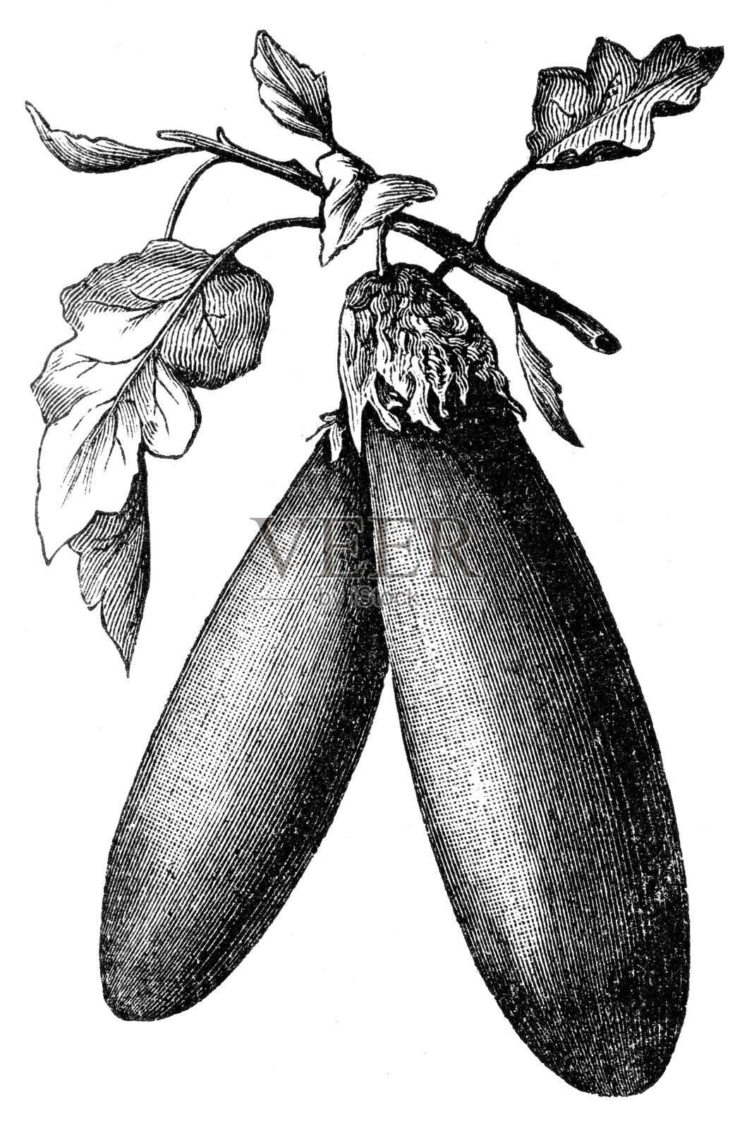 茄子插画图片素材