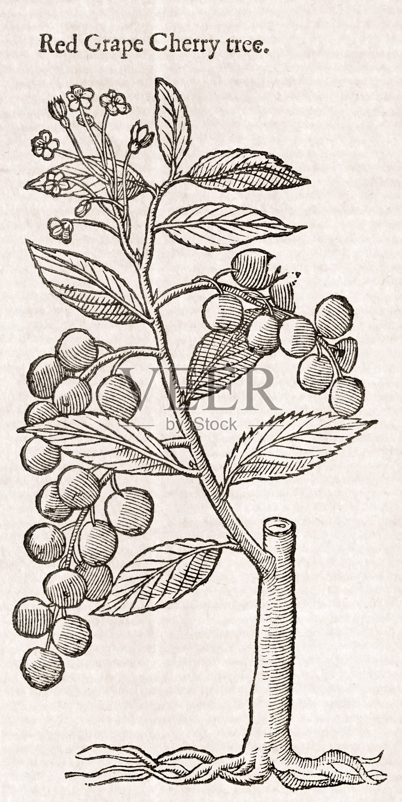 樱桃树,17世纪的植物学插图插画图片素材