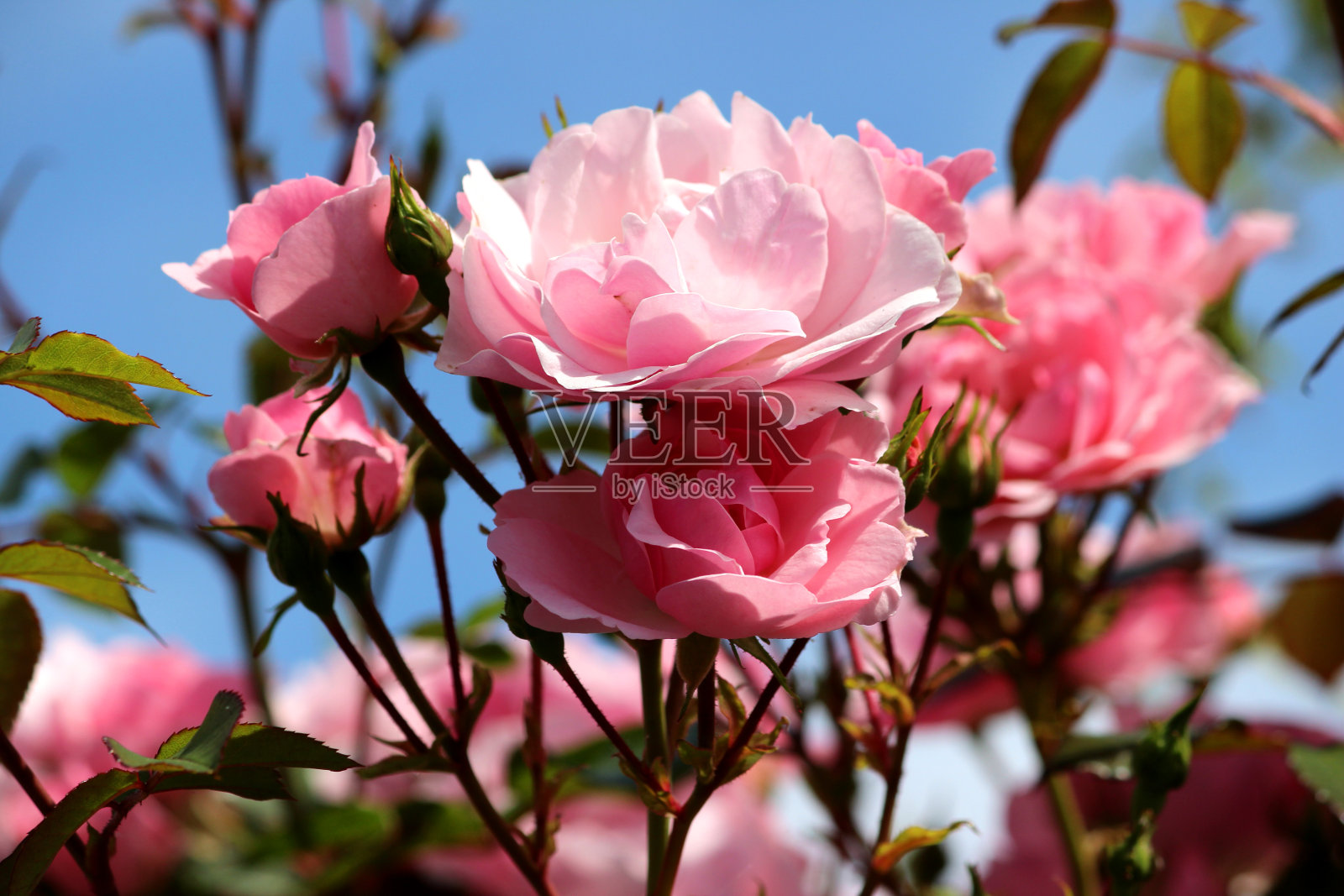 蓝色天空下的粉红玫瑰,攀缘的玫瑰,攀缘者照片摄影图片