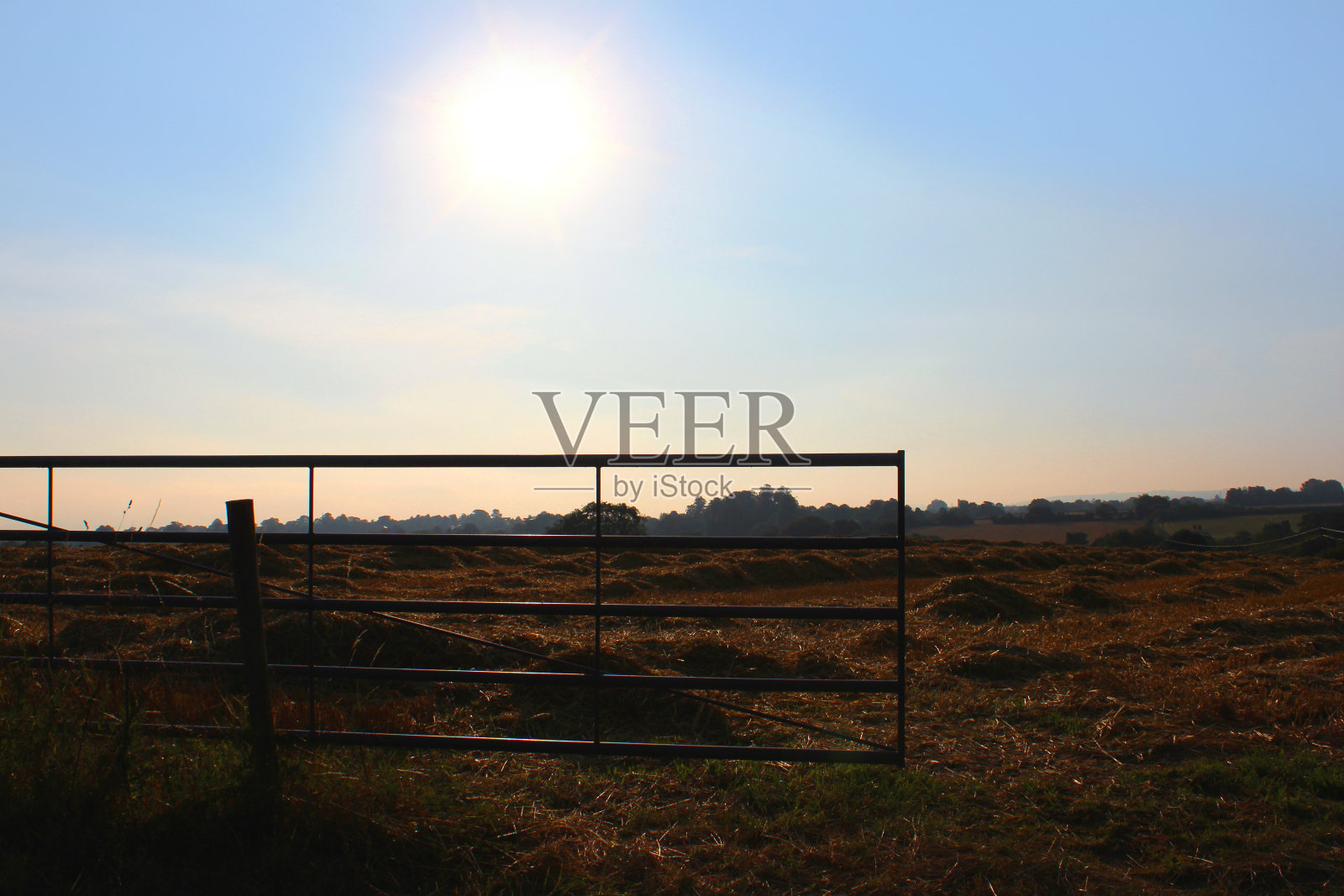 农场地里刚割下的秸秆收获晾晒,早晨阳光明媚照片摄影图片