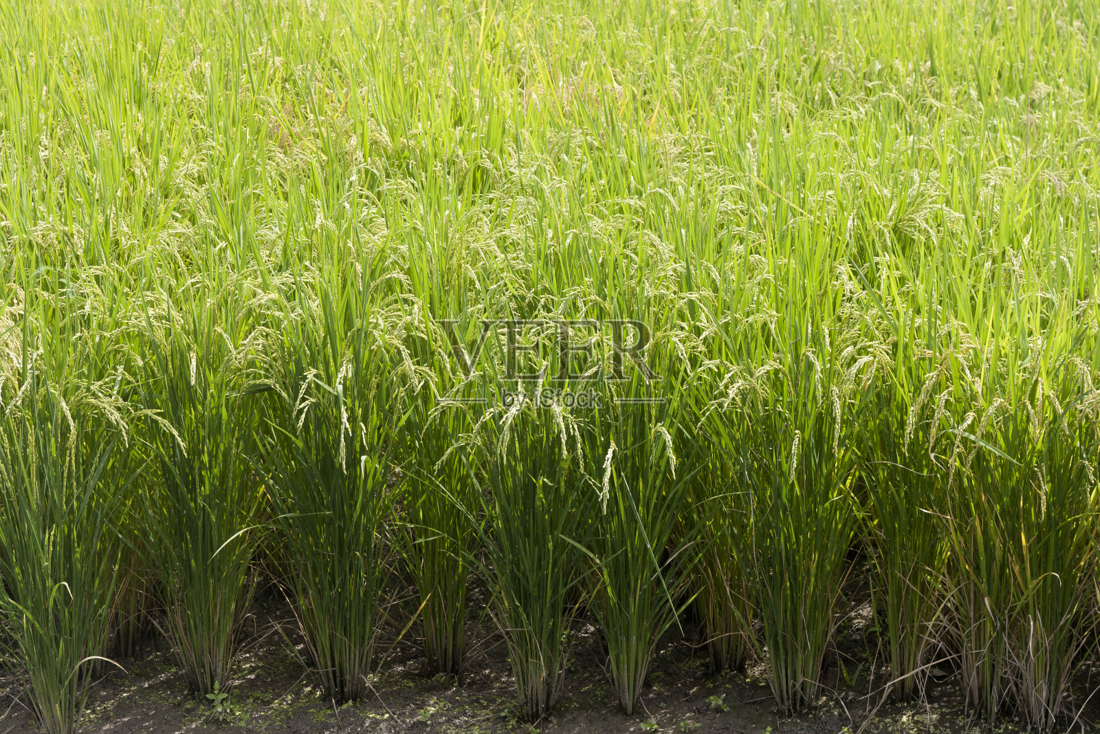 作物大米照片摄影图片