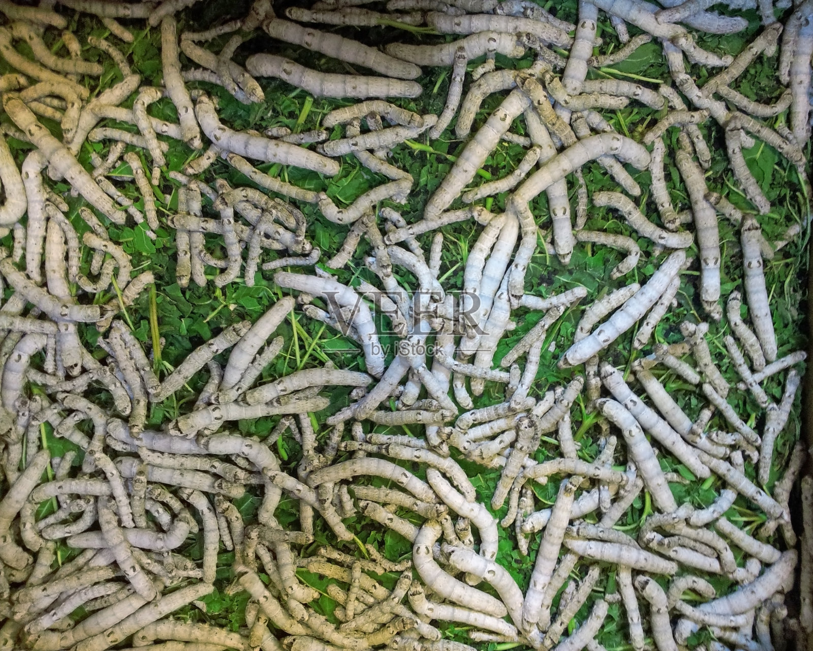 许多蠕虫从俯视图照片摄影图片