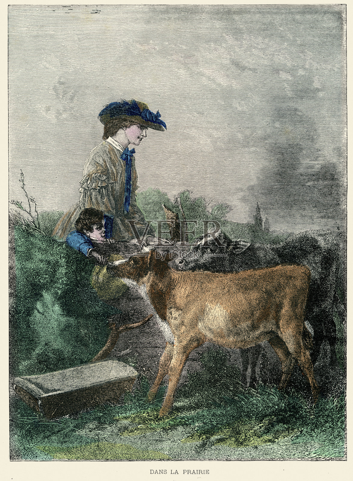 喂小牛插画图片素材