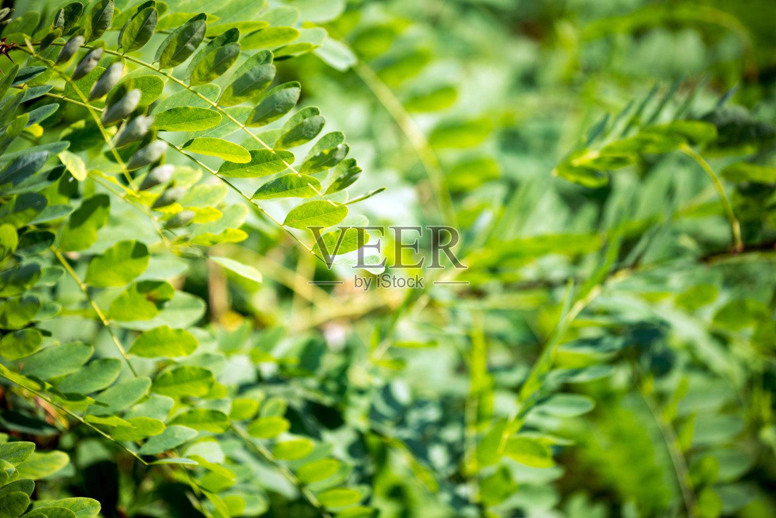 自然树叶的背景照片摄影图片