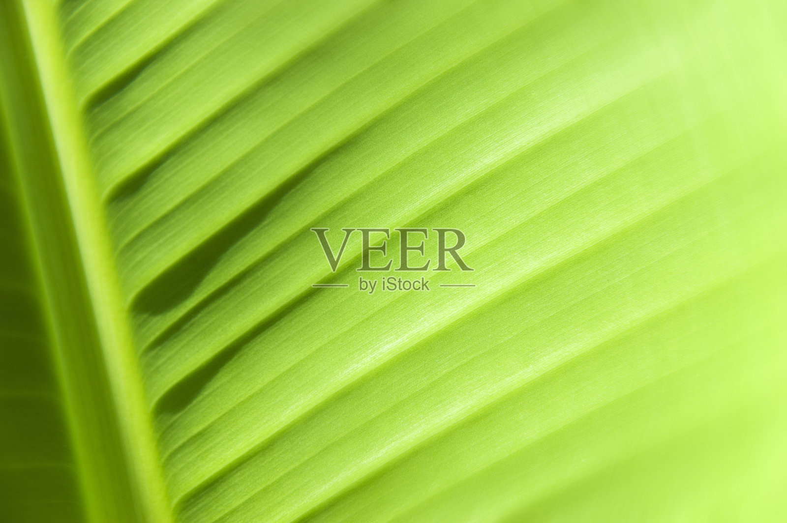 香蕉叶子背景照片摄影图片