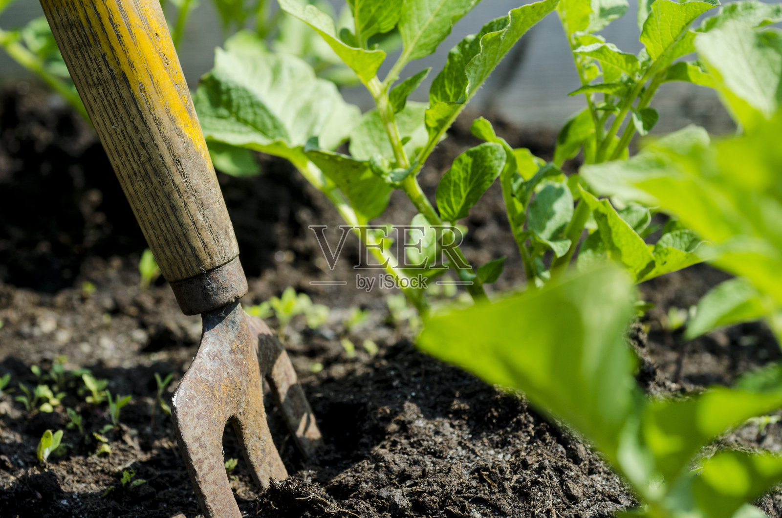 色彩丰富的城市花园,前面有一个耙子照片摄影图片