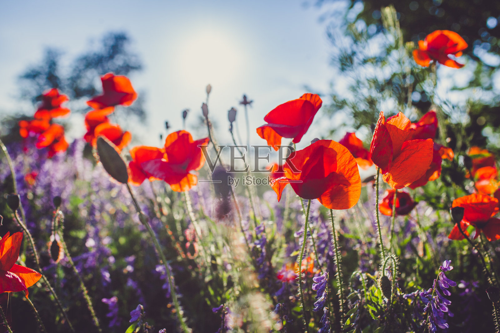 盛开的罂粟照片摄影图片