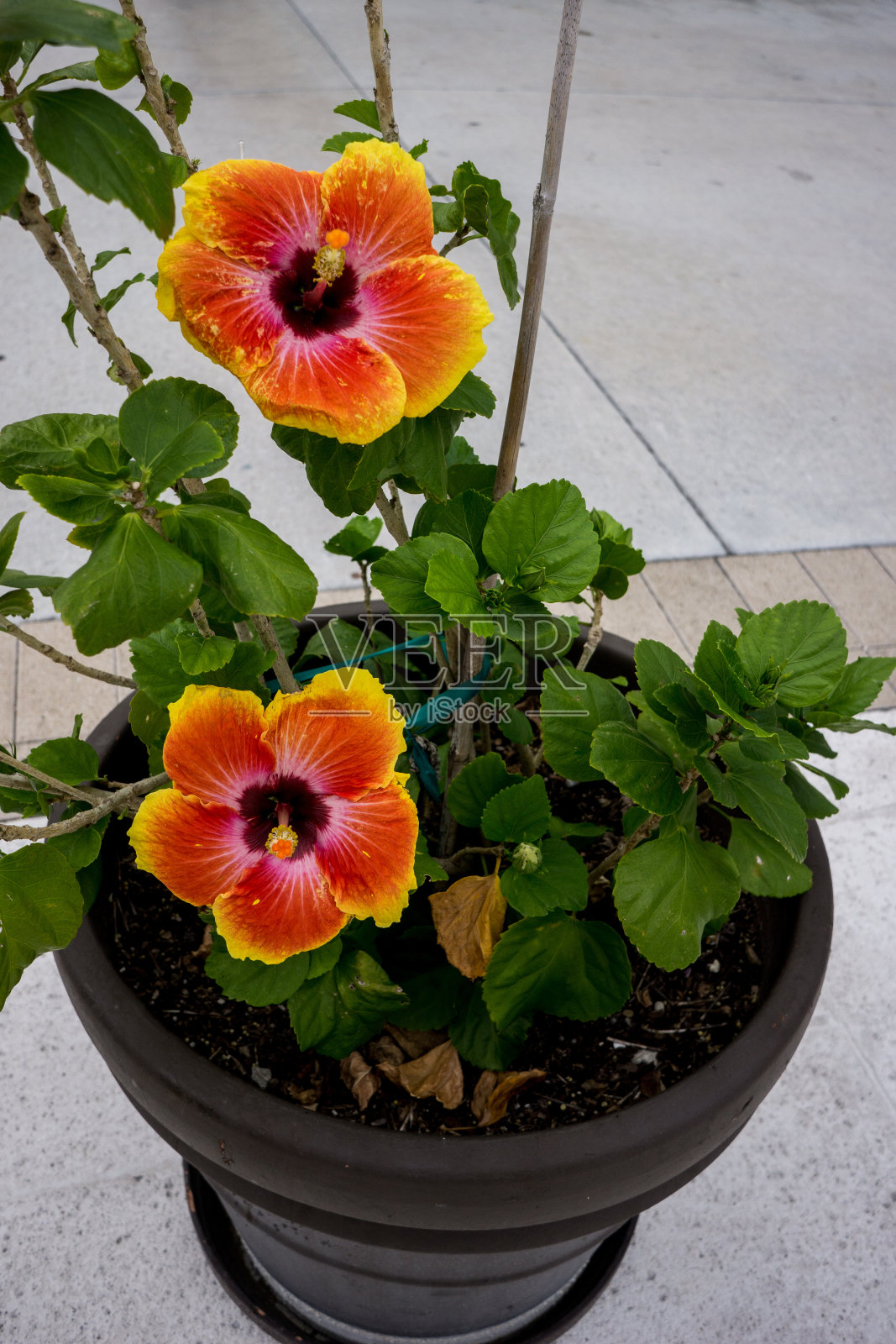 花壶照片摄影图片