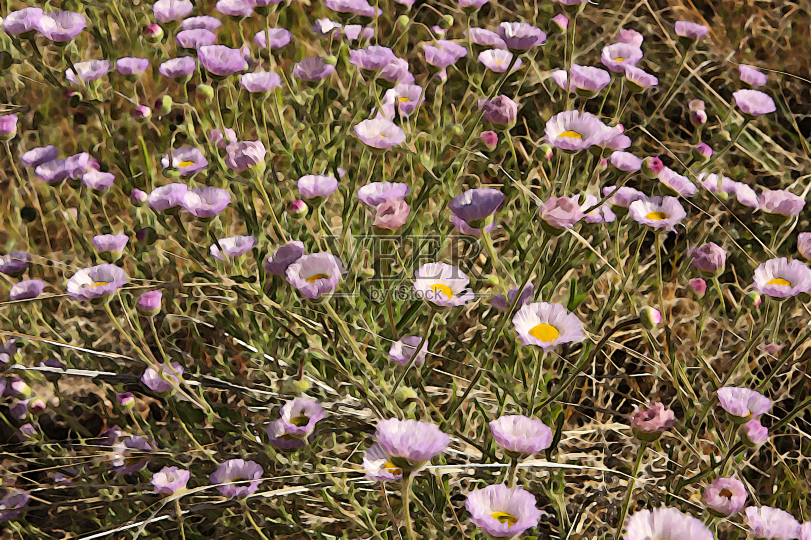 蓬花飞蓬水彩画照片摄影图片