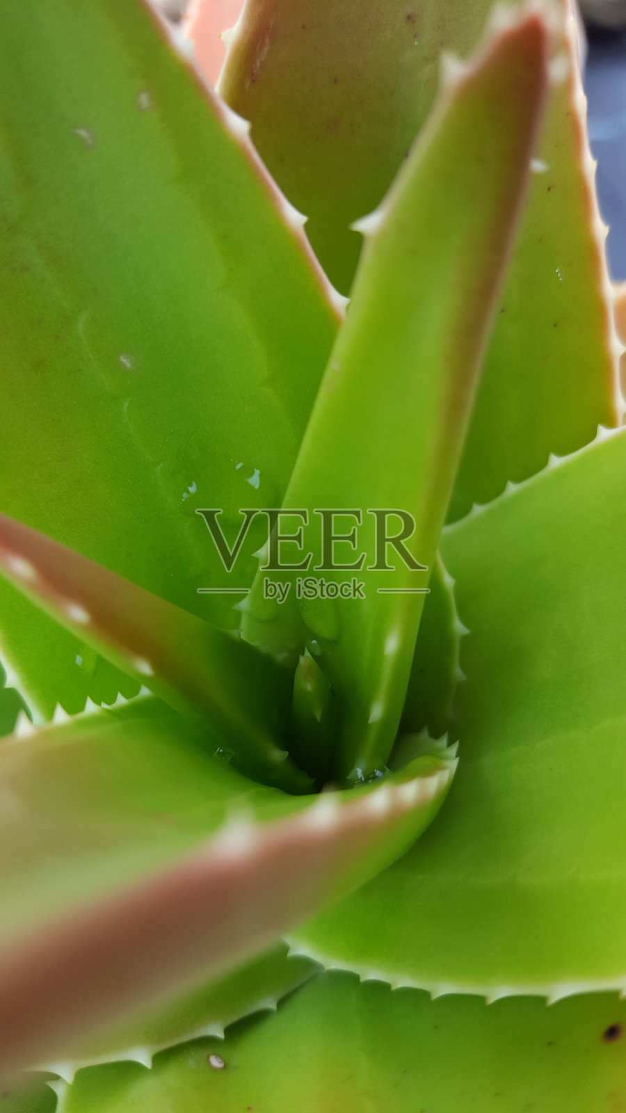 芦荟植物的细节-浅自由度照片摄影图片