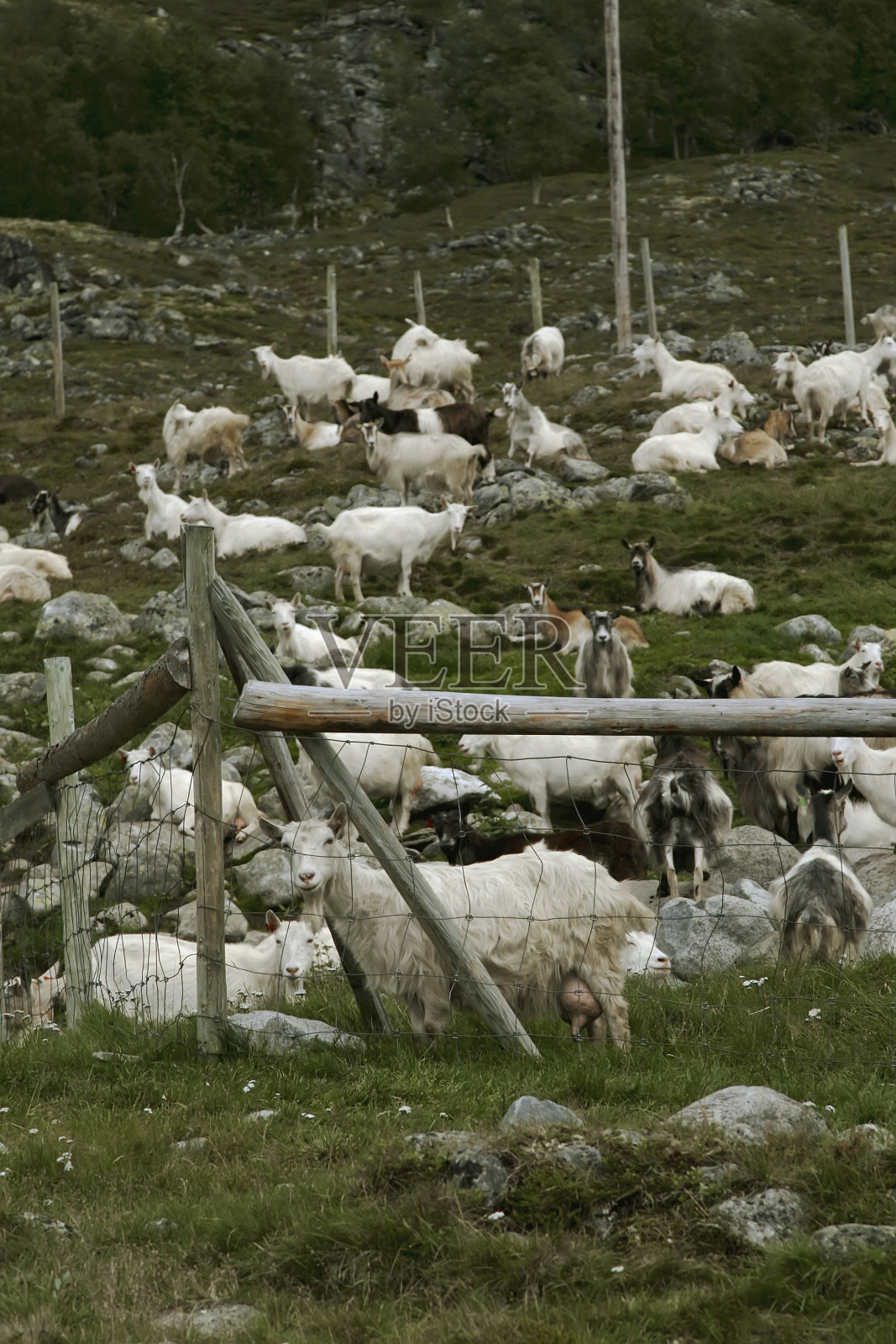 夏天在草地上的挪威山羊。照片摄影图片