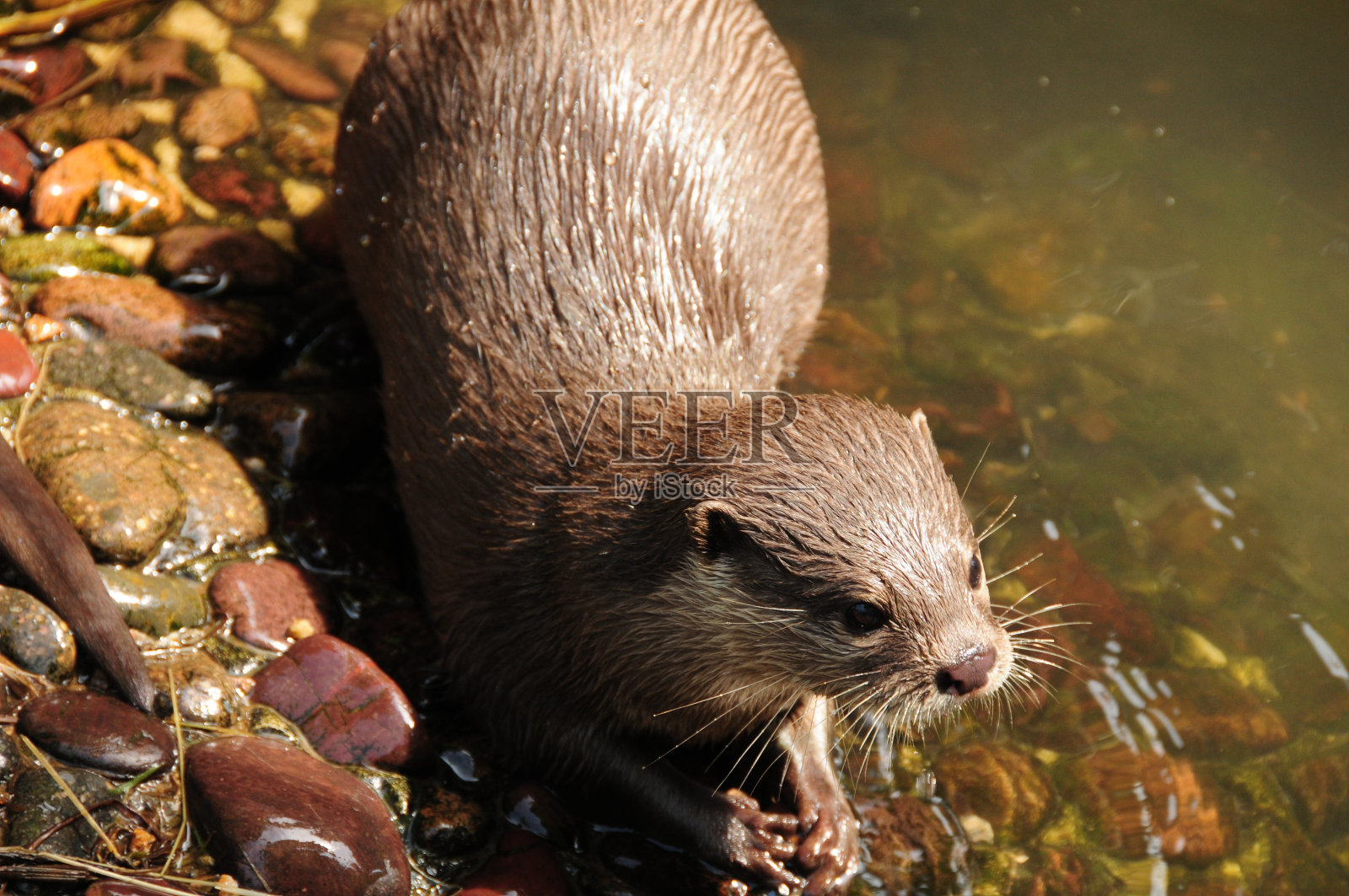 亚洲小爪水獭。照片摄影图片