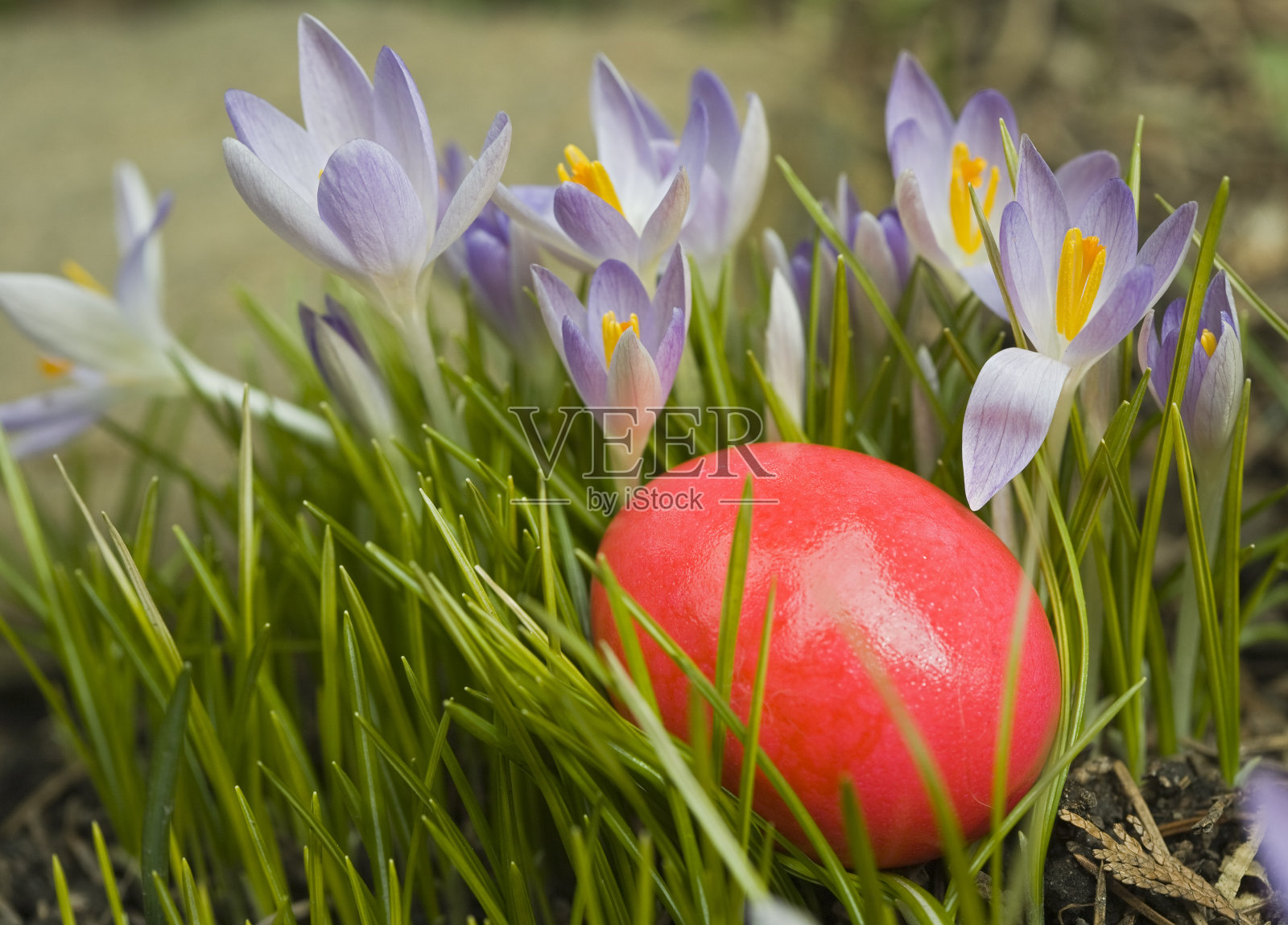 红色的复活节彩蛋照片摄影图片