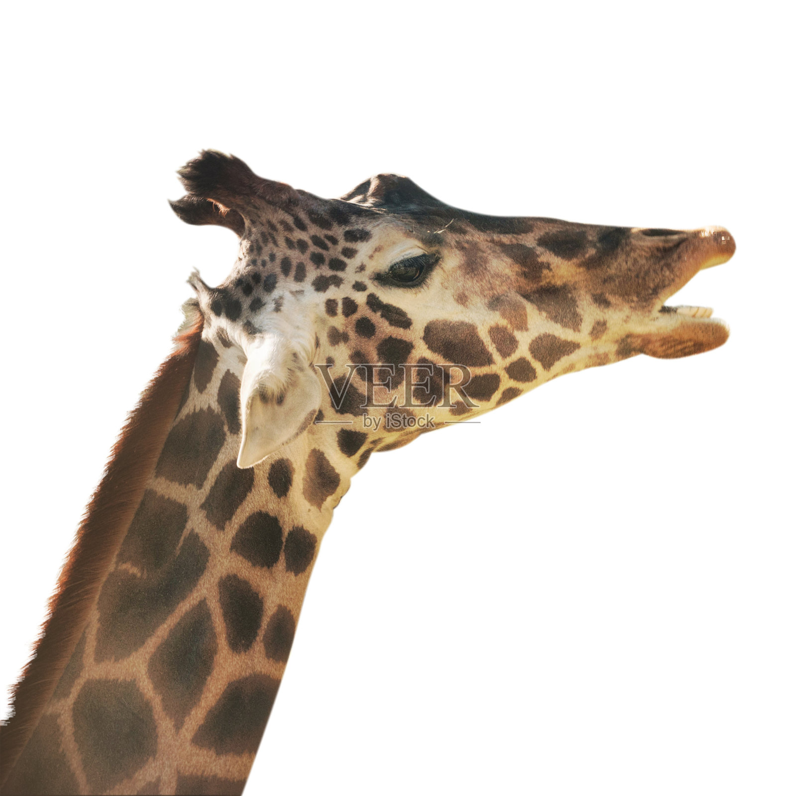 长颈鹿照片摄影图片