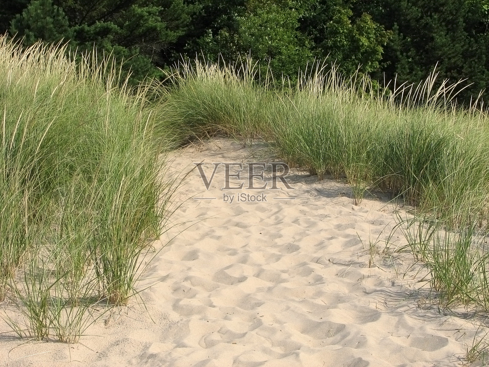 密歇根州沙滩上穿过马尔拉姆草地的小径照片摄影图片