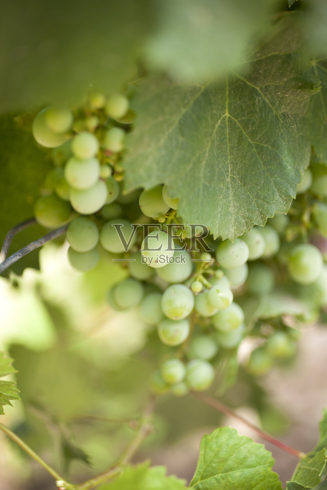 马尔白克葡萄照片摄影图片