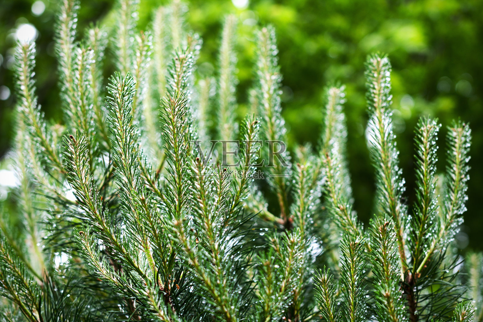 松树枝上的雨滴照片摄影图片