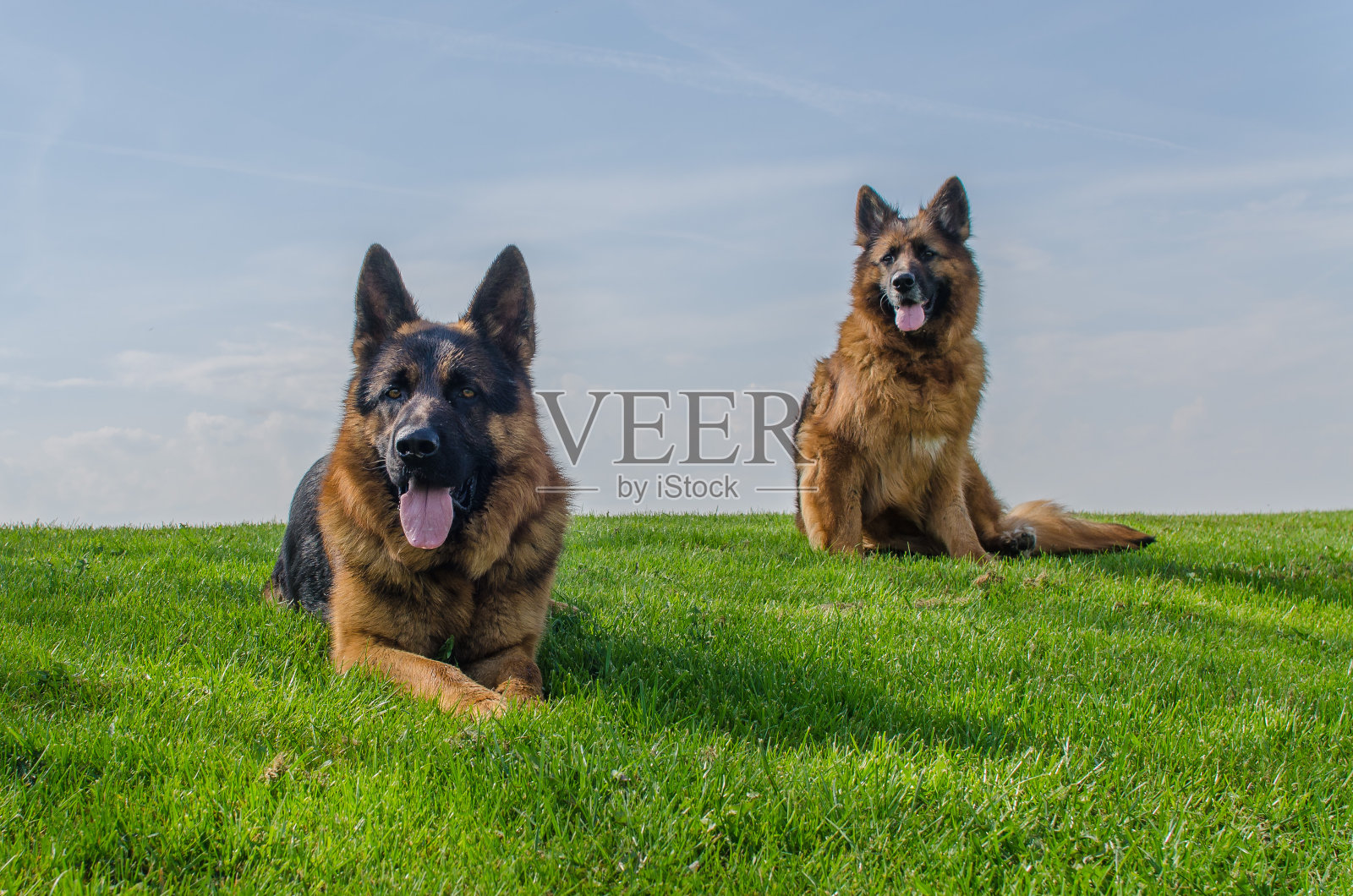 两个德国牧羊犬照片摄影图片