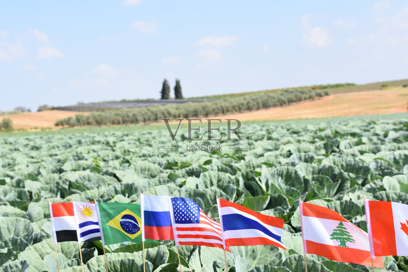 国际农业的概念照片摄影图片