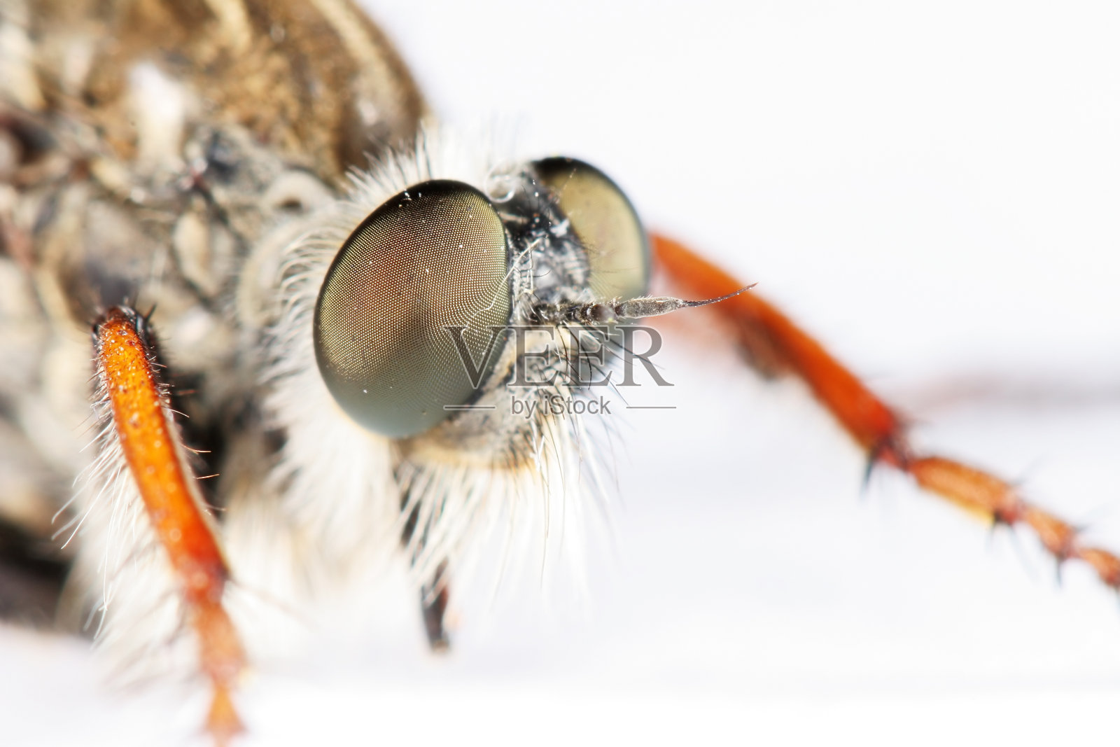 强盗飞极宏01照片摄影图片