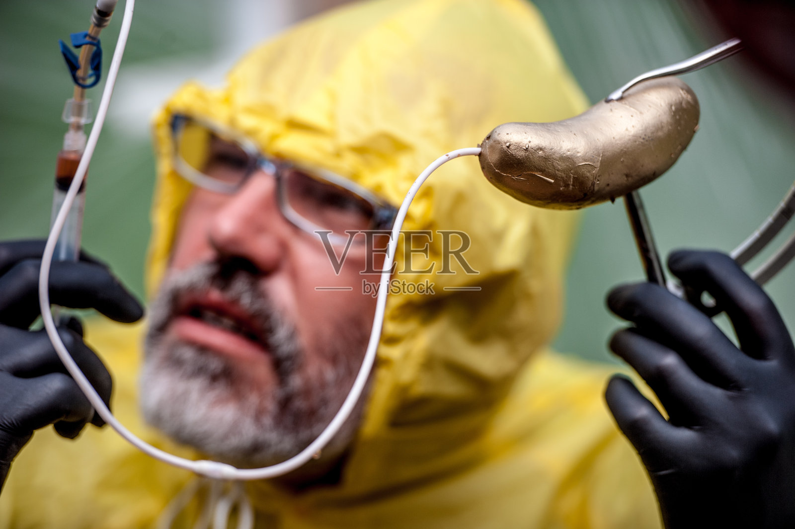 科学家用一种有趣的方式研究金土豆照片摄影图片