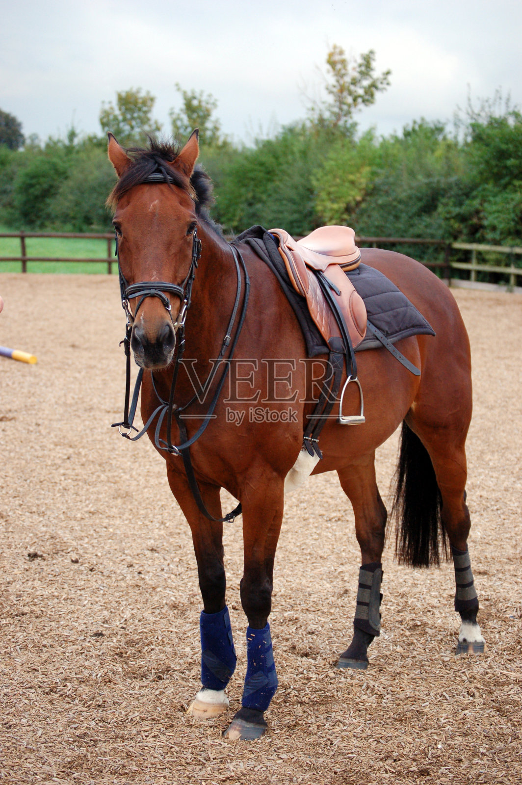 马已整装待发照片摄影图片