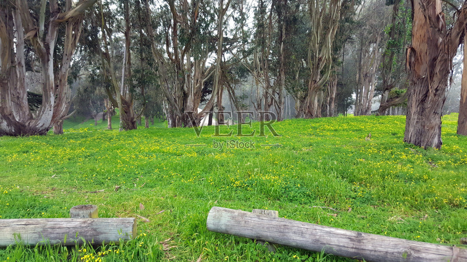 穿过桉树森林照片摄影图片