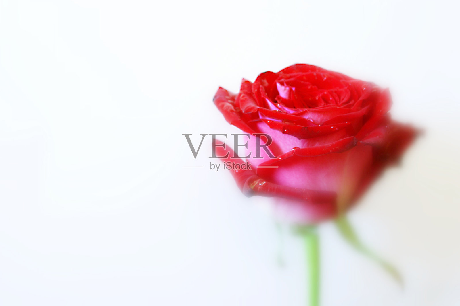 红玫瑰-柔和效果照片摄影图片