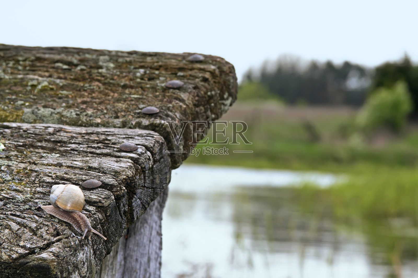 食用蜗牛照片摄影图片