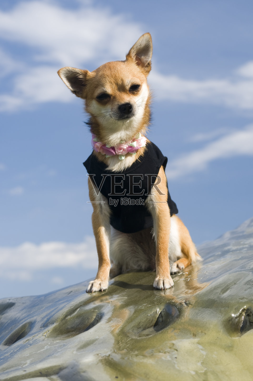 混血吉娃娃小狗照片摄影图片