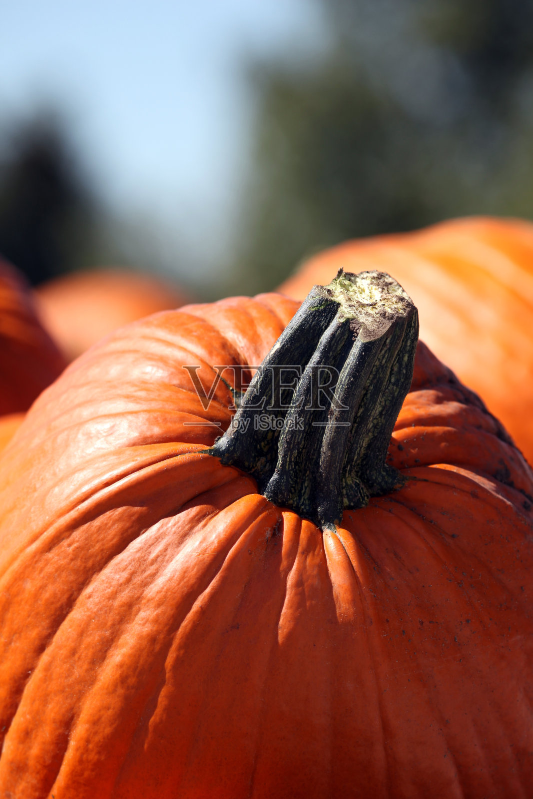 南瓜照片摄影图片