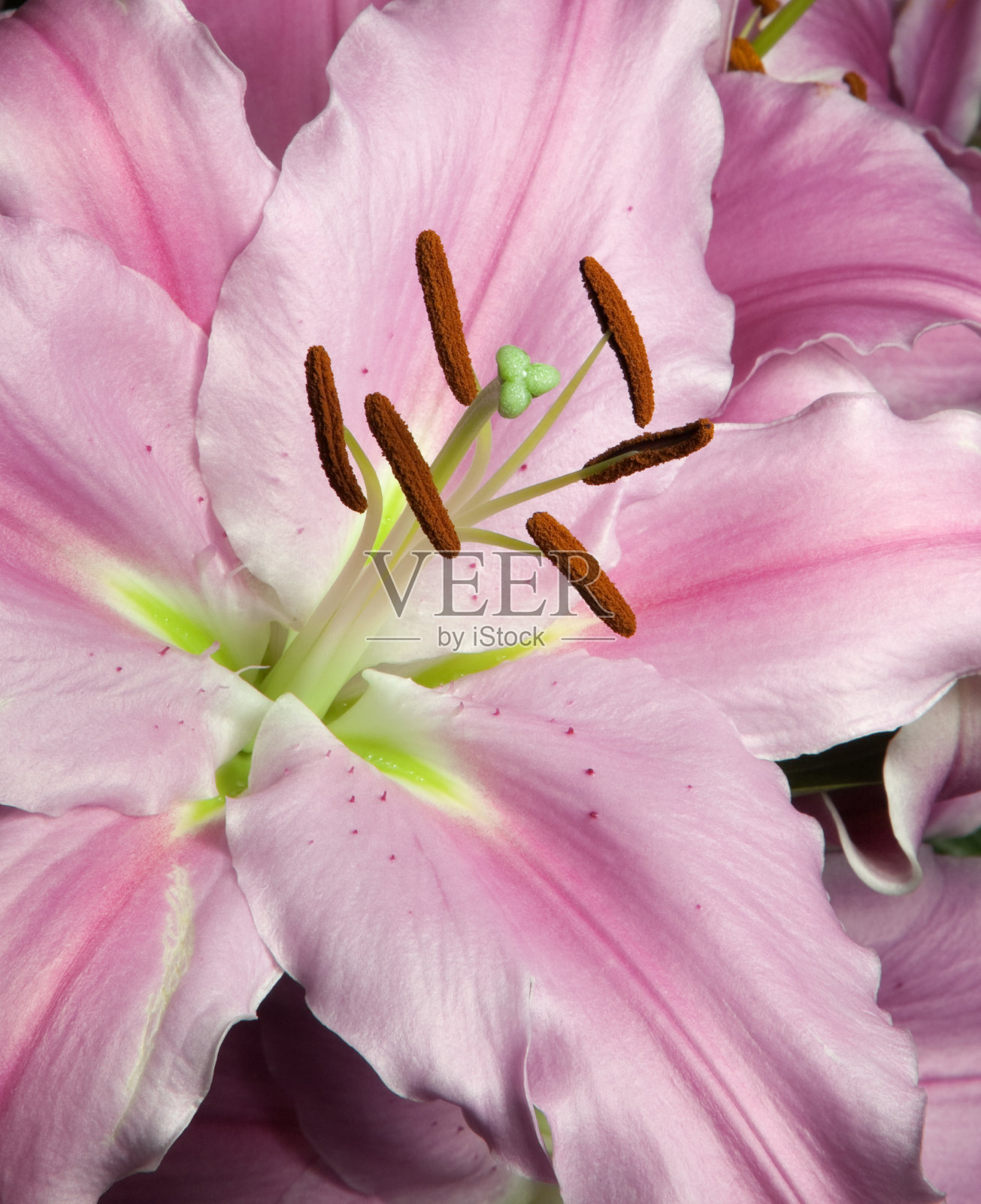 莉莉关闭照片摄影图片