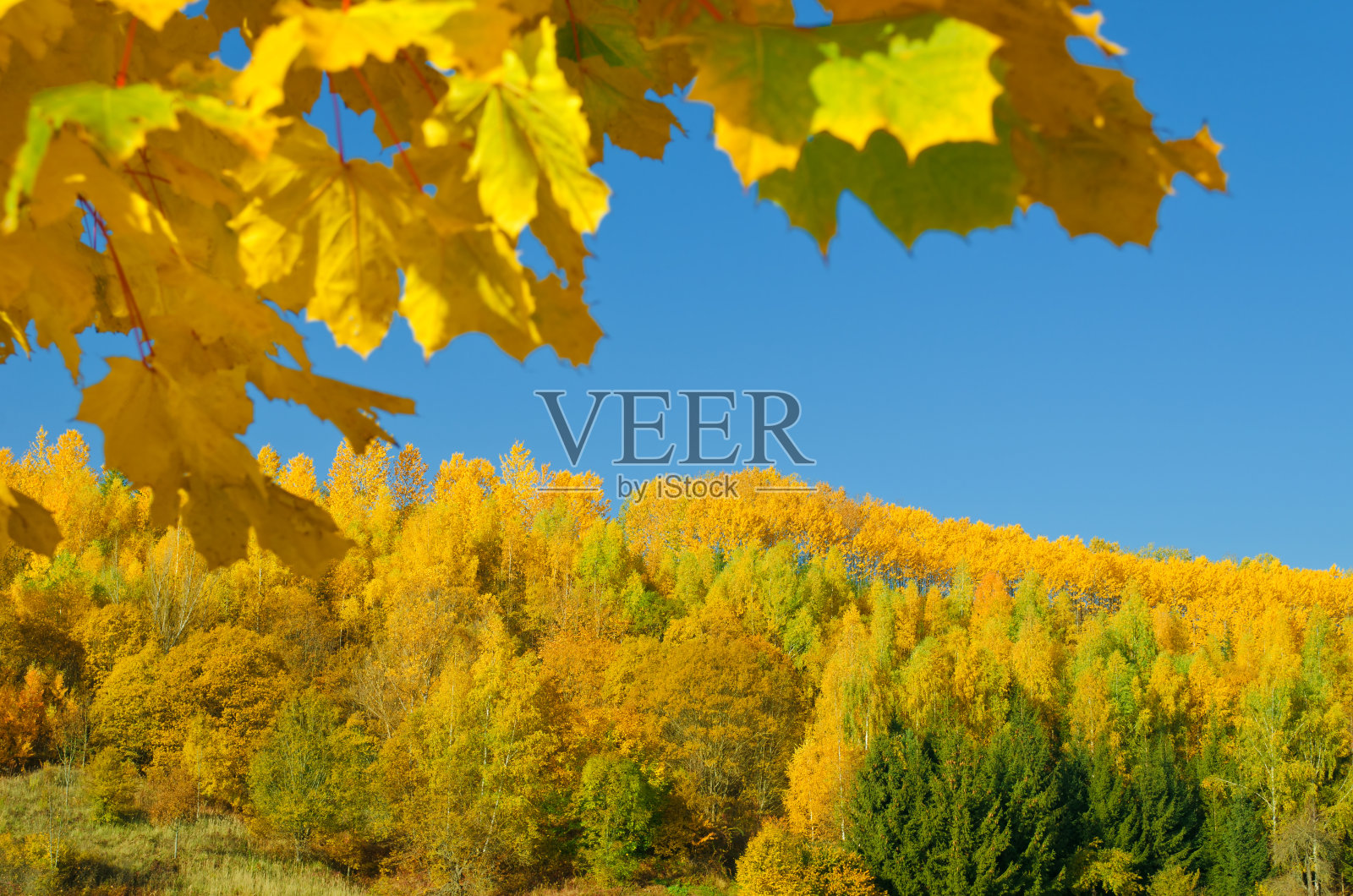 秋天有枫叶的落叶林照片摄影图片