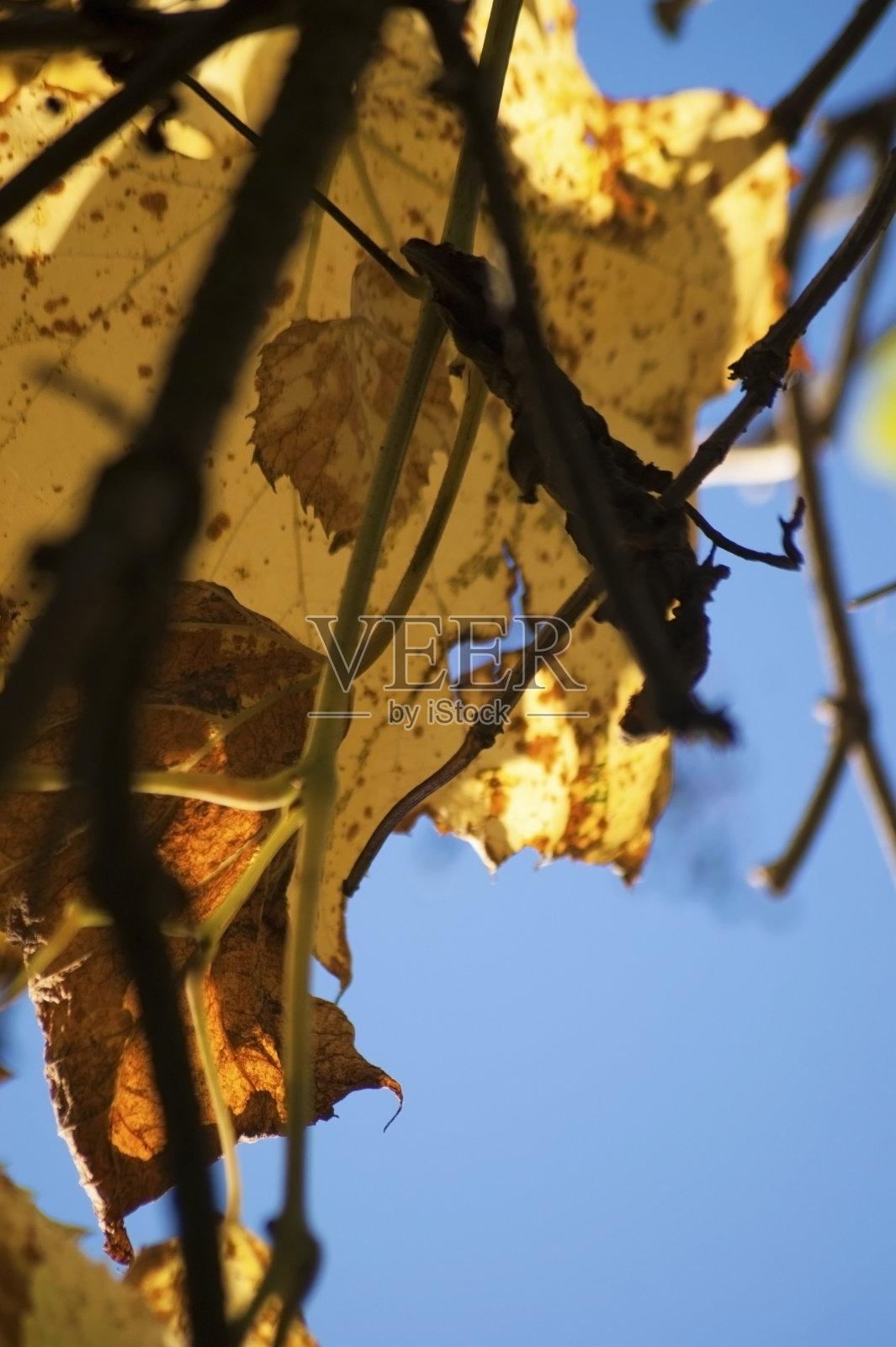 秋天的落叶照片摄影图片