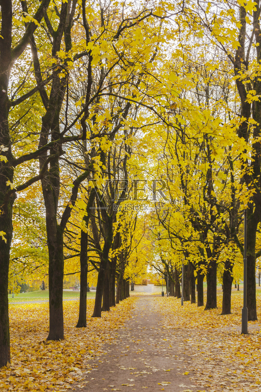 秋天有林荫大道的弗罗格纳公园照片摄影图片