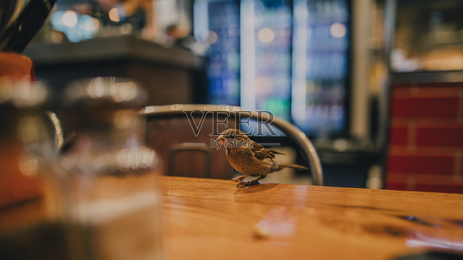 餐厅里的小鸟照片摄影图片