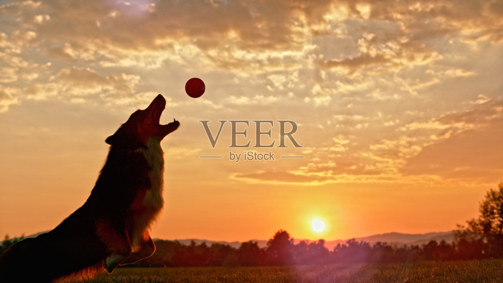 牧羊人抓住球照片摄影图片