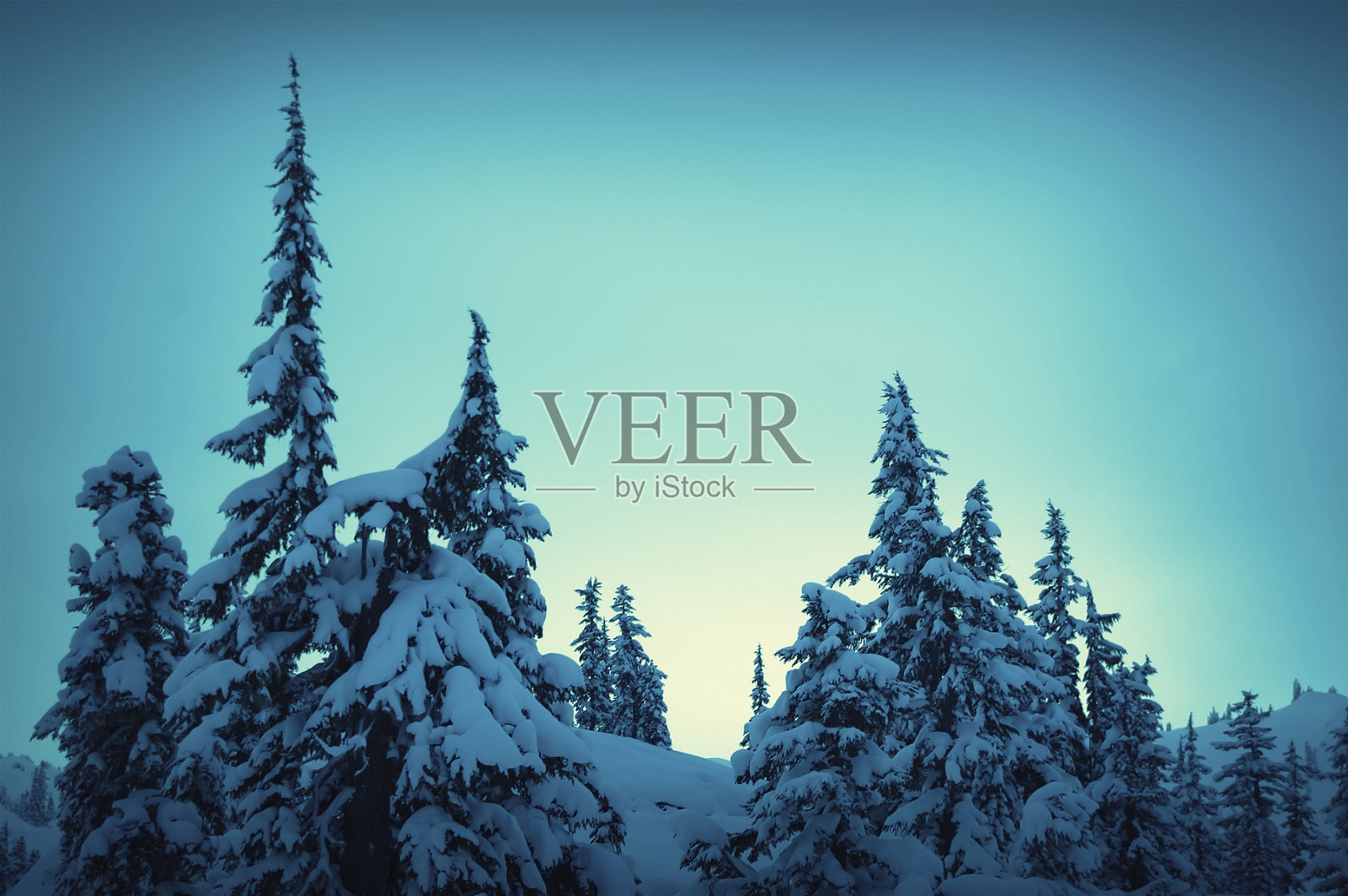 树梢上的朝霞照片摄影图片