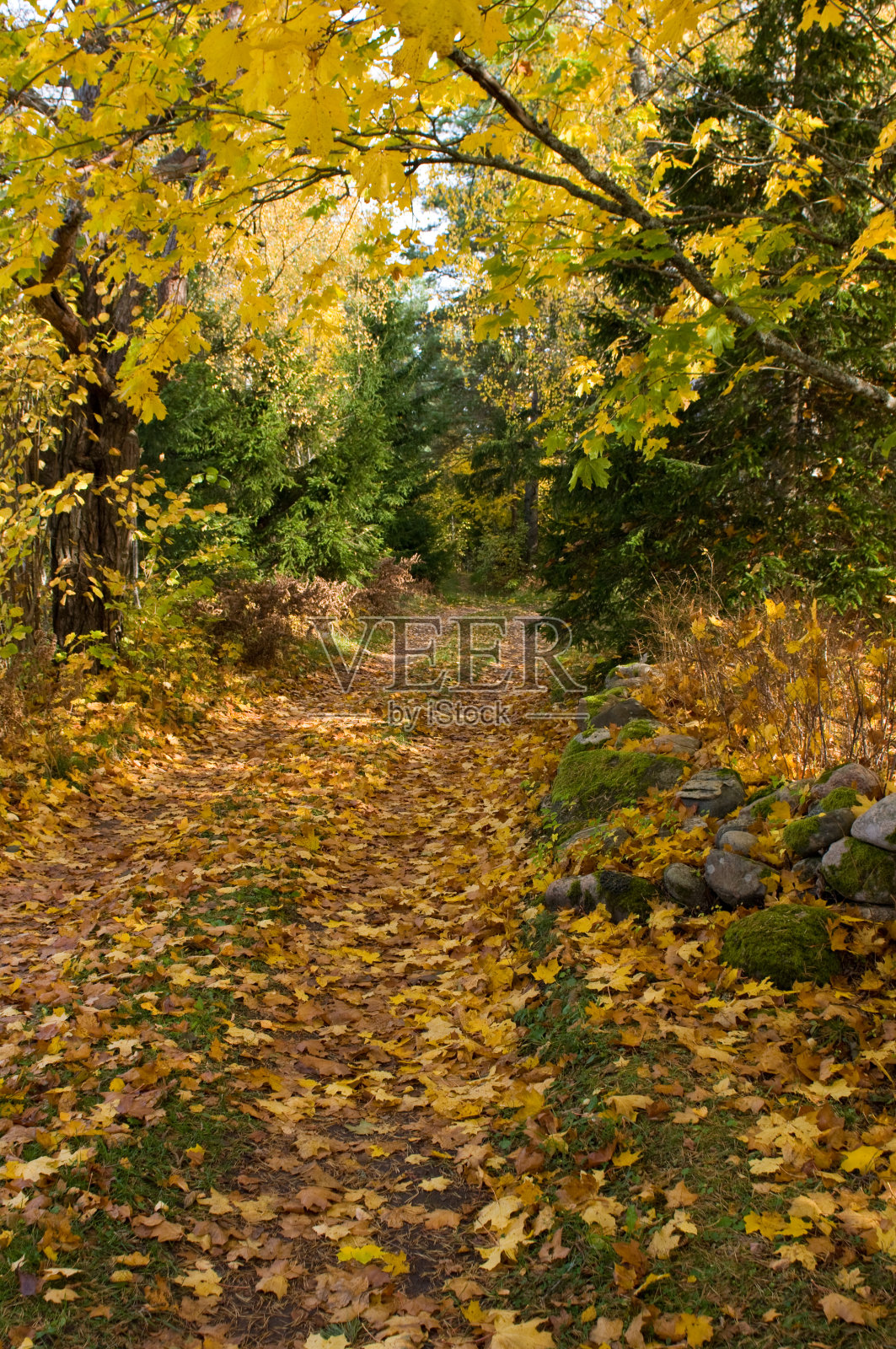 奥特姆纳尔森林照片摄影图片